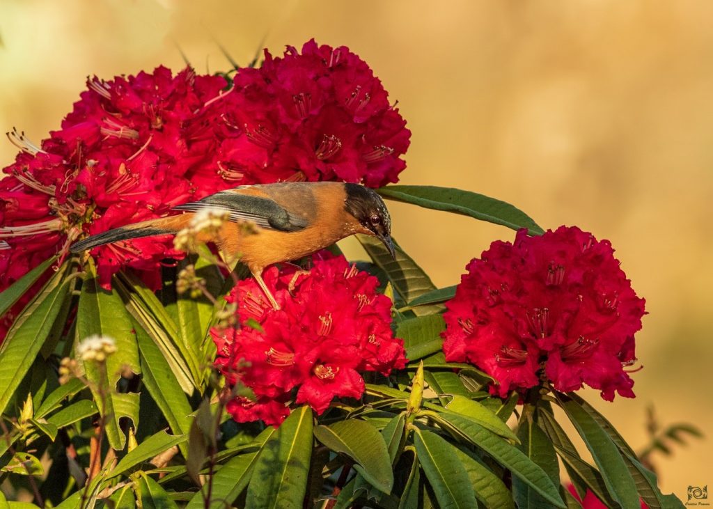 Rufous Sibias on a Rhododendron flower