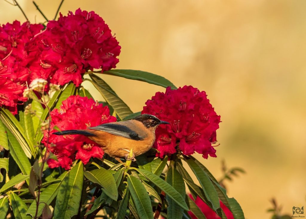 Rufous Sibias on a Rhododendron flower