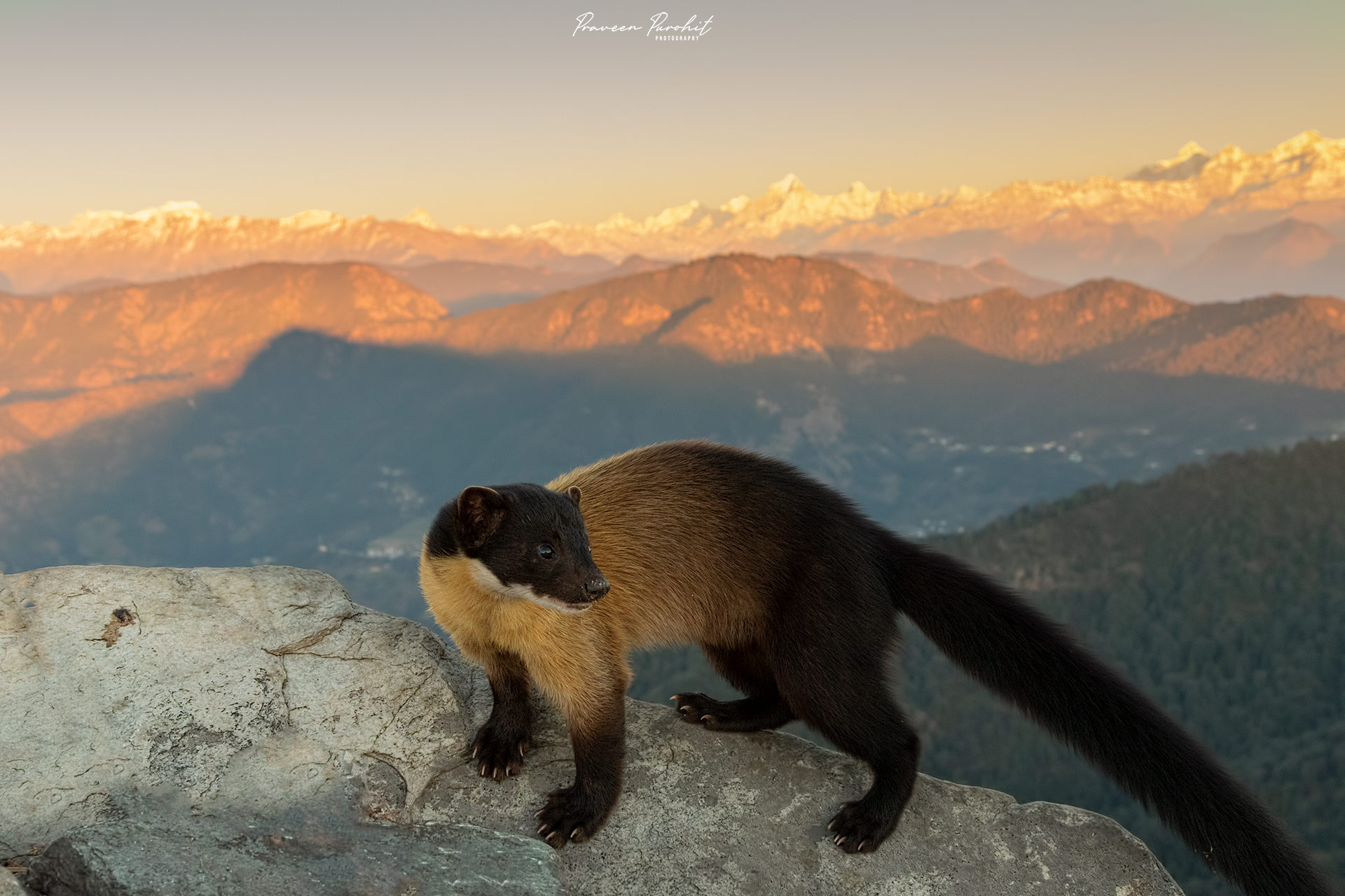 Wide-angle shot of a Yellow-throated Marten with Himalayas in Background