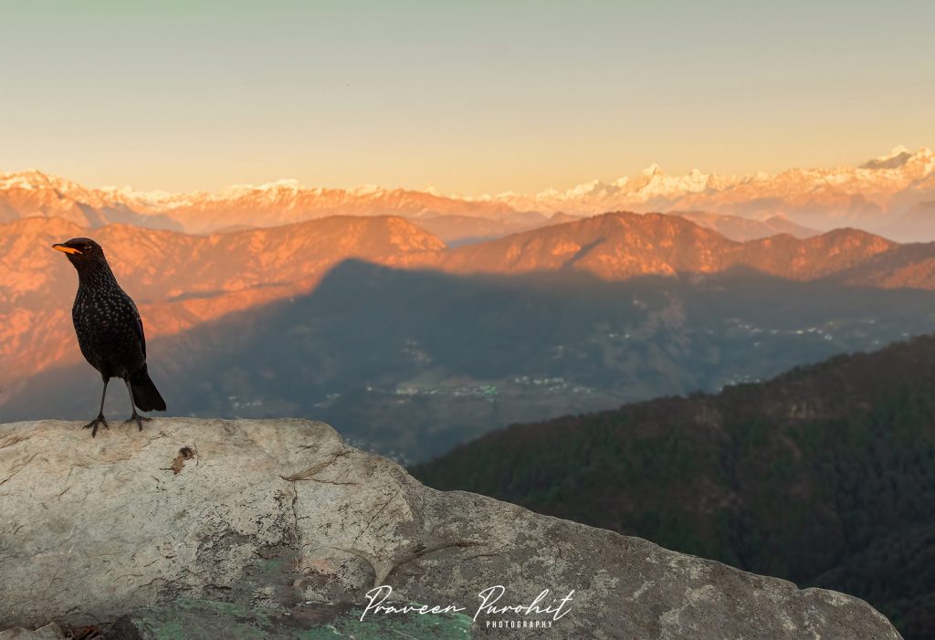 Wide-angle shot of a Blue Whistling Thrush with Himalayas in background