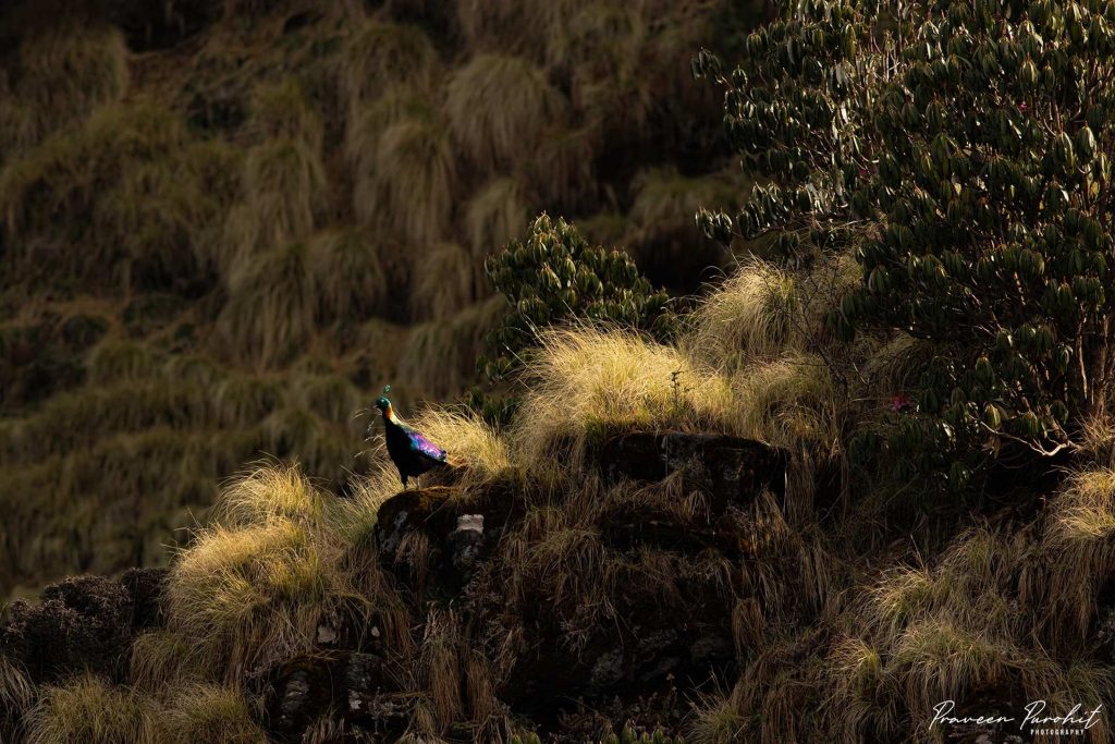 A Himalayan Monal sidelit by Morning sun in Bugyal in Uttarakhand
