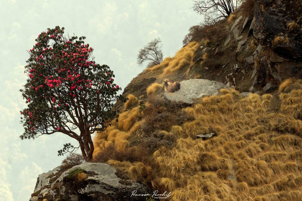 Himalayan Tahr besides a Rhododendron Tree in Himalayas