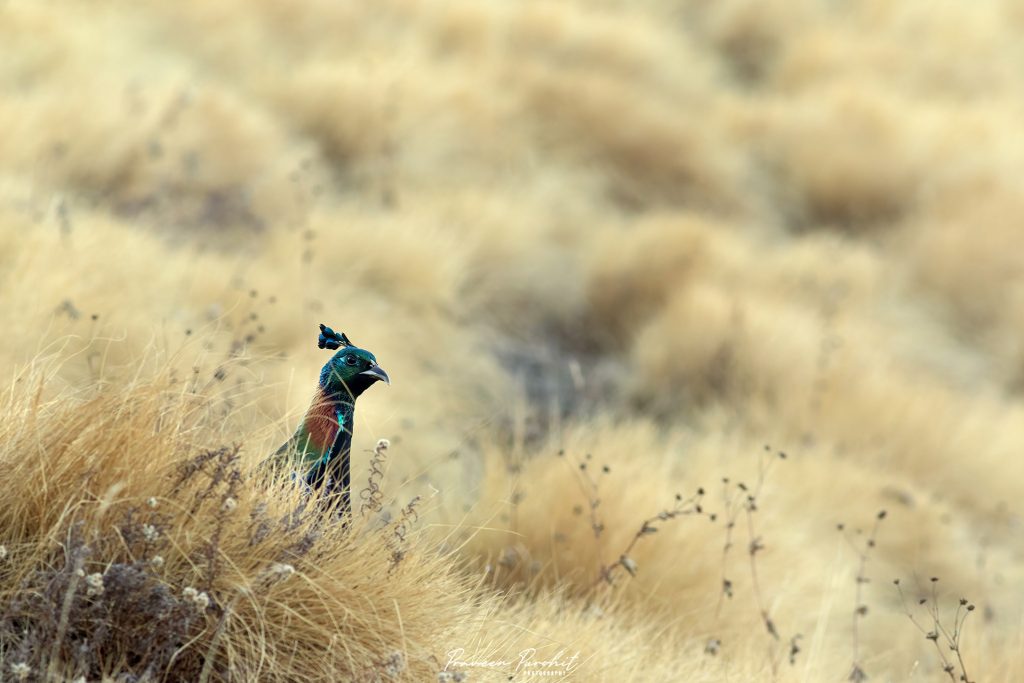 A Himalayan Monal in the Bugyals in Winters