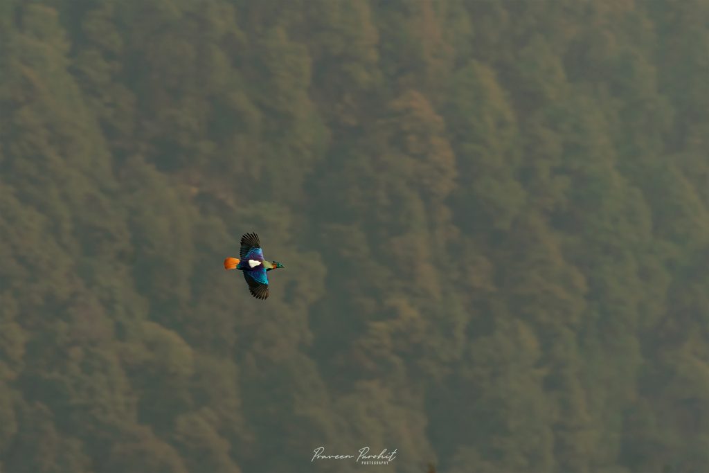 A Monal Flying in the Himalayas
